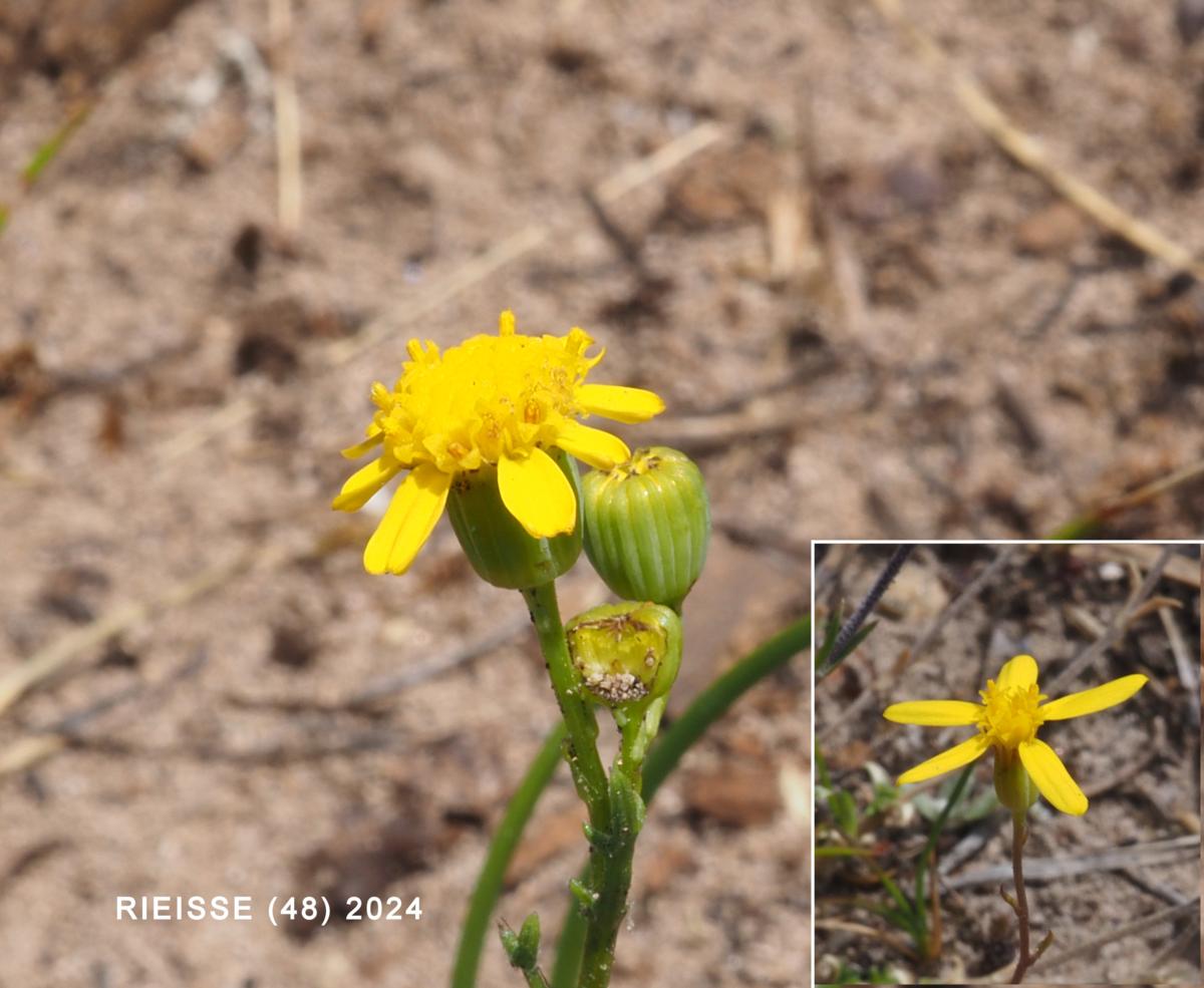 Ragwort, Mediterranean flower